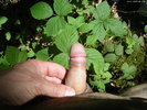 Photo amateur