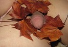 Photo amateur