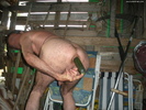 Photo amateur